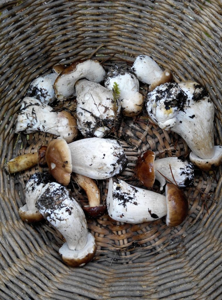 boletus 1177017 1280